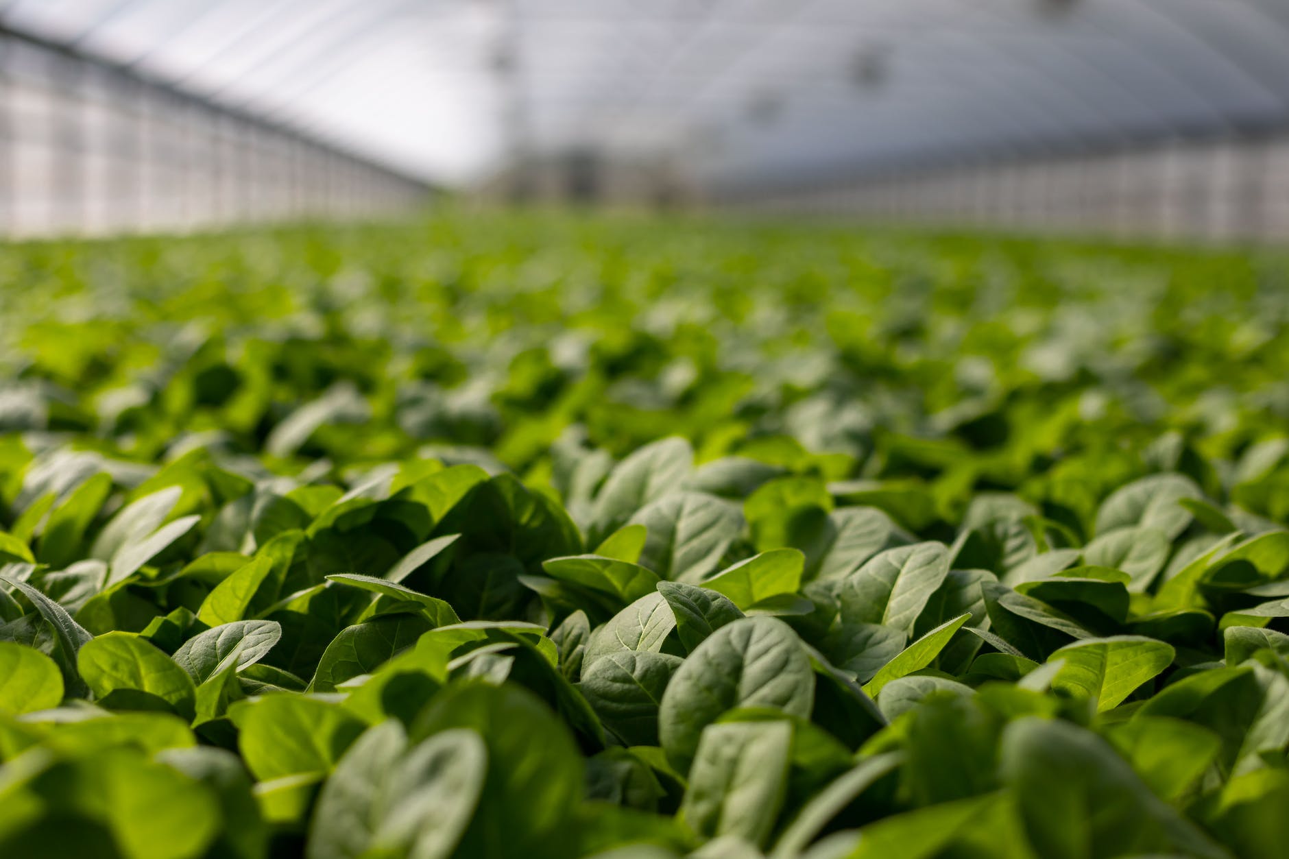 selective focus photo of plants