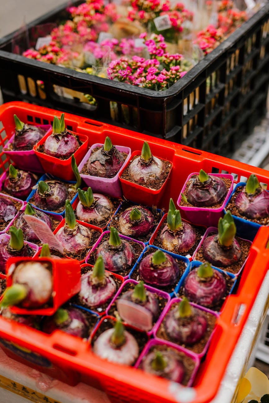 plastic crates with seedlings and flowers